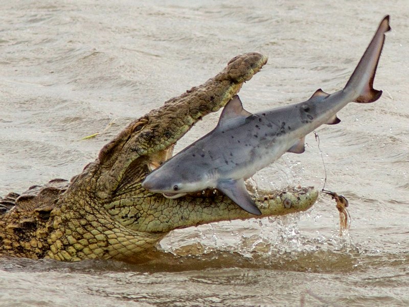 Крокодил поймал акулу